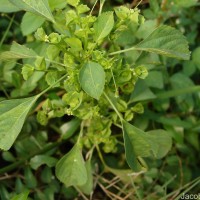 Acalypha indica L.